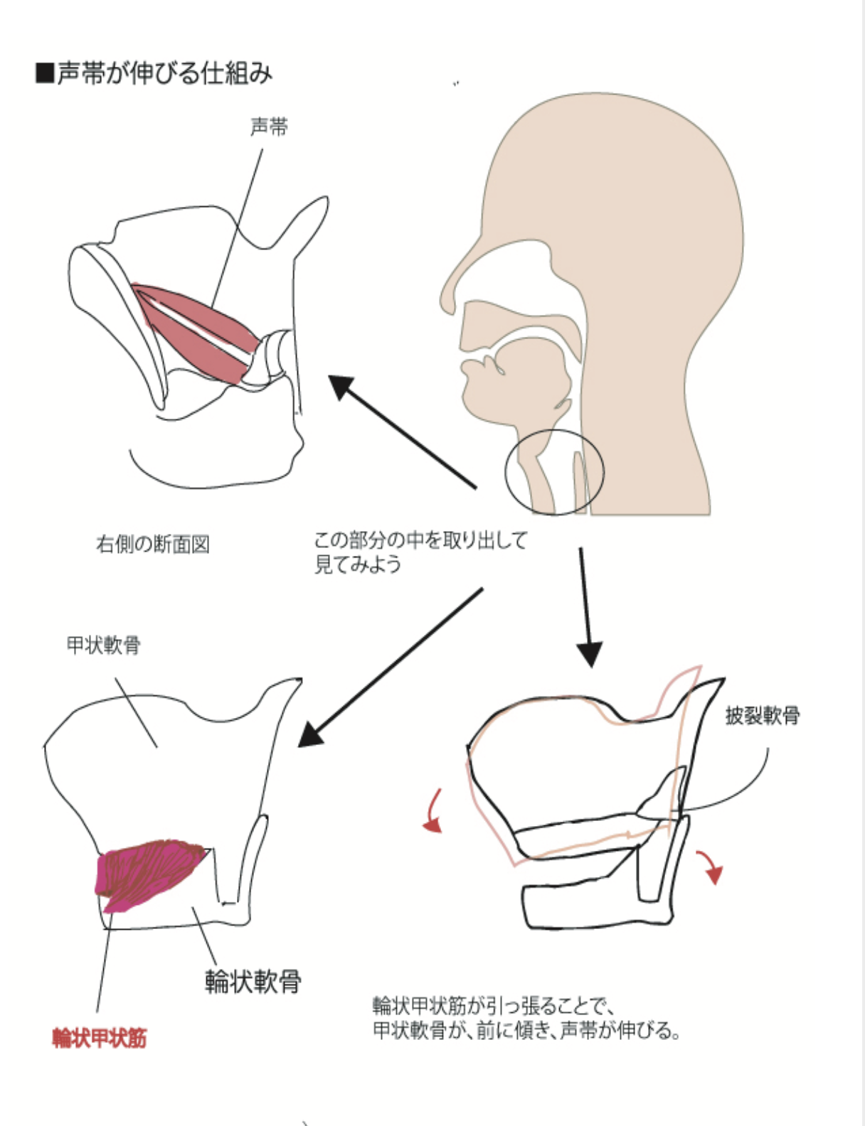 輪状甲状筋肉　ボイトレ　レッスン
